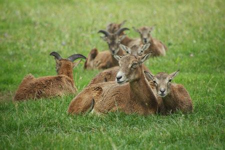 A herd of mouflons in the wild. The lies mother with her baby mouflon. A herd is composed only by females.の写真素材