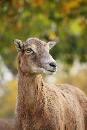 portrait of a mouflon in the wild. It is young femaleの写真素材