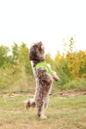 Yorkshire terrier crossbreed staying on her hind limbs. On the photo is autumn.の写真素材