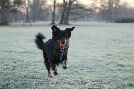 portrait of a black dog at sunrise. He runs with the ball in his mouthの写真素材
