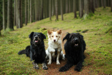 A pack of three adopted friendly dogs posing together at forest.の写真素材