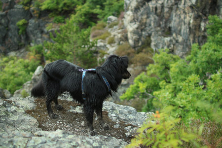 A black dog stands above the abyss and looks around him.の写真素材