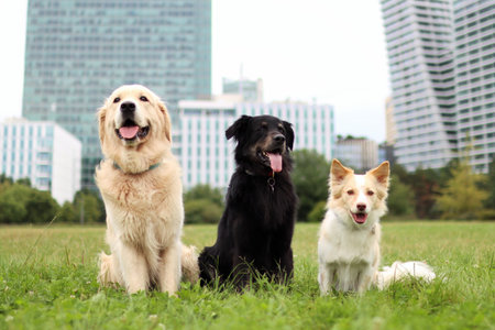 Three cute dogs sit together at Prague park. In the background are modern buildingsの写真素材