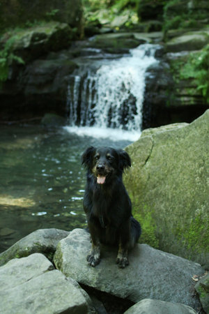 An adopted crossbreed sits on a stone in front of a waterfall. It is so beautifulの写真素材