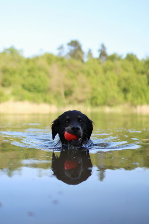 A black crossbreed dog swims with toy in mouth in a lake surrounded by trees.の写真素材