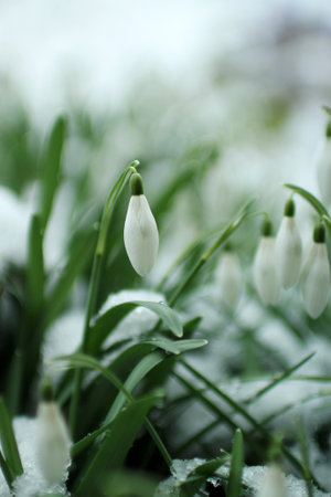 full of blooming snowdrops in the garden covered with snow.の写真素材