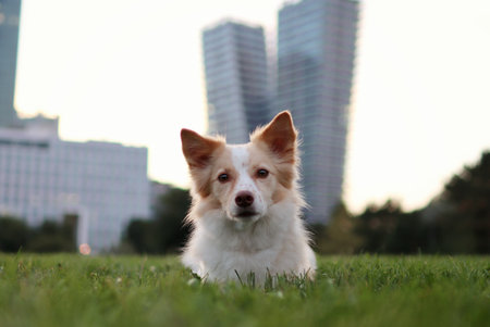 at sunrise the light dog lies on the meadow. in the background are modern skyscrapers.の写真素材