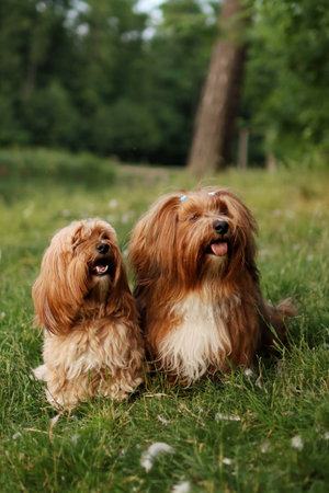 Two Havana dogs sit on field.の写真素材