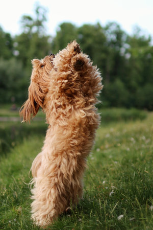 The dog doing a cute trick. She stands only on hind limbsの写真素材