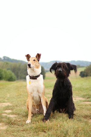 Two dogs sit on the meadow in summer. They are collie and retriever crossbreedの写真素材