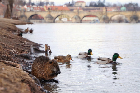 there is a wild nutria in the center of Prague. She is eating something in the Vltava River with the Charles Bridge in the backgroundの写真素材