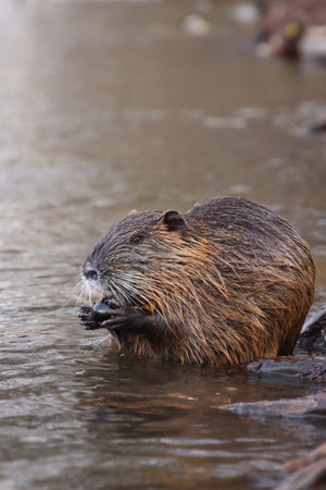 there is a wild nutria in the center of Prague. She is eating something in the Vltava Riverの写真素材