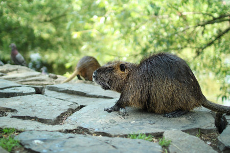 there is a wild nutria in the center of Prague.の写真素材