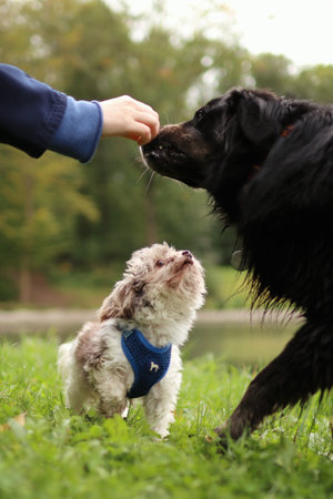 crossbreed Yorkshire terrier is with black crossbreed of border collie at field. They want a treatの写真素材