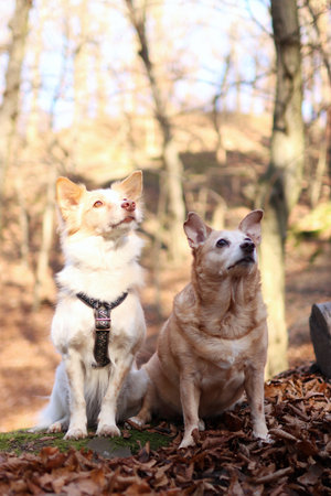 two crossbred dogs sitting together in the forest at autumn. The two female adopted dogs are togetherの写真素材
