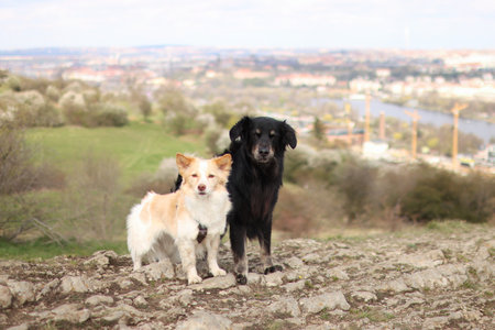 Two dogs stand on a lookout in spring. In the background you can see the Vltava River and blooming trees.の写真素材