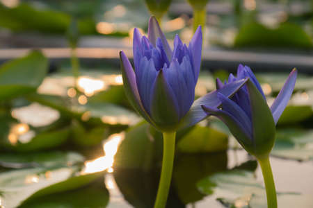 blue lotus with reflex shadow of sunsetの写真素材