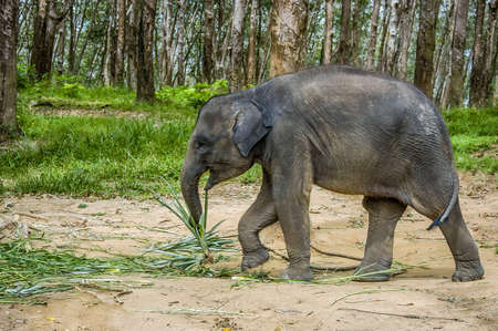 Young asian elephant playing. South Thailand.の写真素材
