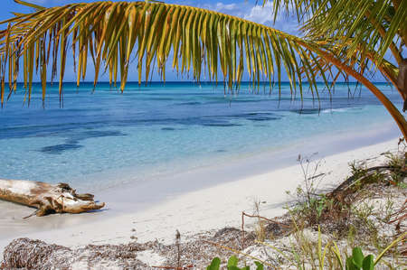 Caribbean Sand Beach with Palm Trees Leaves, Crystal Water and White Sand in Dominican Republicの写真素材