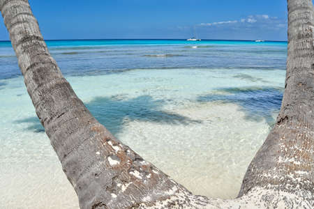 Palm trees on tropical beach with crystal water and white sand - Dominican Republicの写真素材