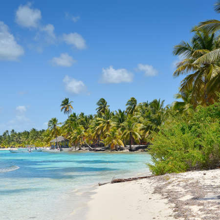 Caribbean Beach with Palm Trees, Crystal Water and White Sandの写真素材