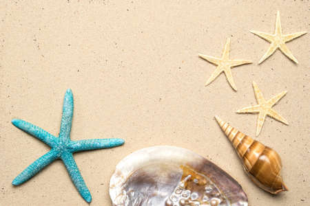 Sea shells on sand. Summer beach background. Top view