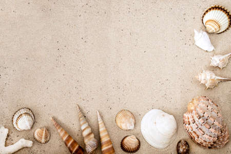 Sea shells on sand. Summer beach background. Top view