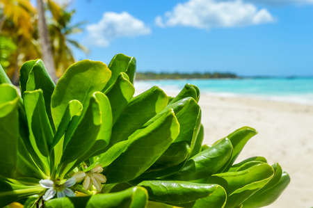 Tropical plant leaves, blue sea and exotic white sand beach ander the sunの写真素材