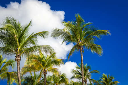Green coconut palm trees on dark blue sky with white clouds. Photo from Playa Del Carmen, Yucatan, Mexico.の写真素材