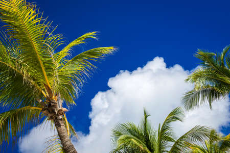 Coconut Palm Trees at the Sky, Mexicoの写真素材