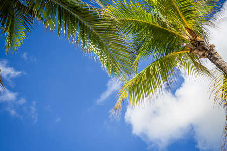 Green coconut palm trees on dark blue sky with white clouds. Photo from Playa Del Carmen, Yucatan, Mexico.の写真素材