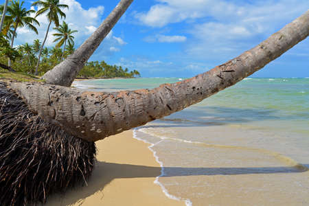Palm tree on tropical beach with crystal water and white sand - Dominican Republicの写真素材