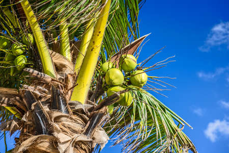 Fresh Coconut on Coconut Tree, Green Coconut, Yellow Coconutの写真素材