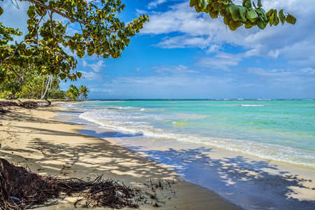 Sandy Caribbean Beach with Coconut Palm Trees, Clear Water and Blue Sea in Dominican Republicの写真素材
