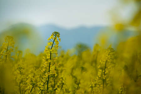 Rapeseed flower meadowの写真素材