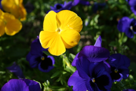 flowers plant plantsの写真素材