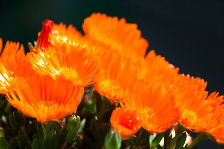 flowers plant plantsの写真素材