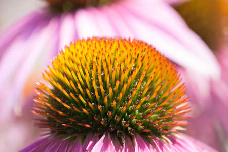 flowers plant plantsの写真素材
