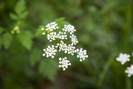 flowers plant plants