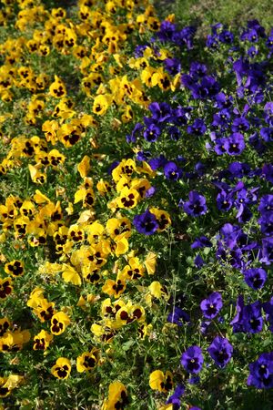flowers plant plantsの写真素材