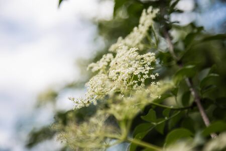 flowers plant plants