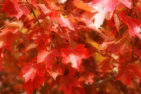 Autumn Leaves                 の写真素材