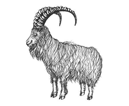 Satisfied goat look into the distance. He has big horns and long hair.   のイラスト素材