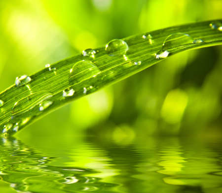 The raindrops lie on green sheetの写真素材