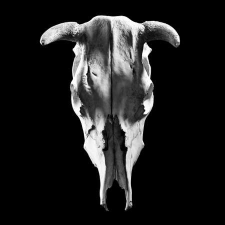 Skull of a cow on a black backgroundの写真素材