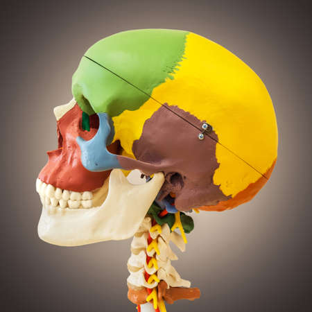 anatomical dummy skullの写真素材