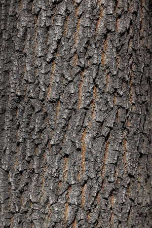 Natural wood bark. Rough wood background.の写真素材