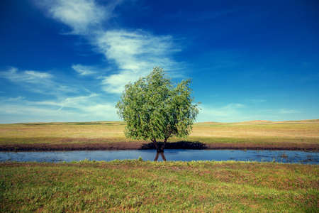 Lonely tree with a lush crown of leaves in the meadow.の写真素材