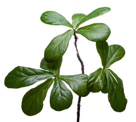 Green leaves of a flower on a white isolated background.の写真素材