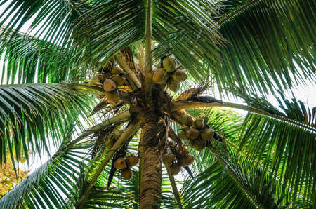 Bottom view of green palm trees with coconut. The foliage of the entire widthの写真素材